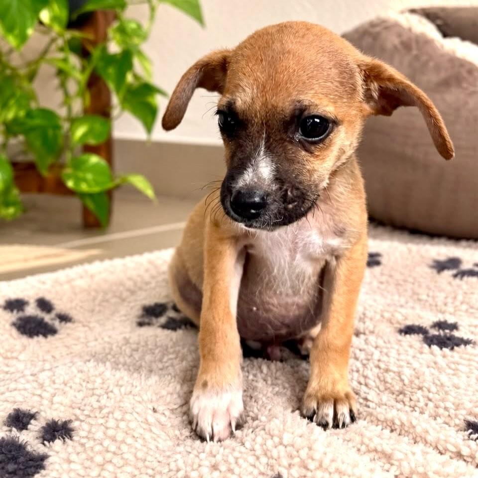 Tunico, cachorro de porte médio para adoção em Vitória - ES