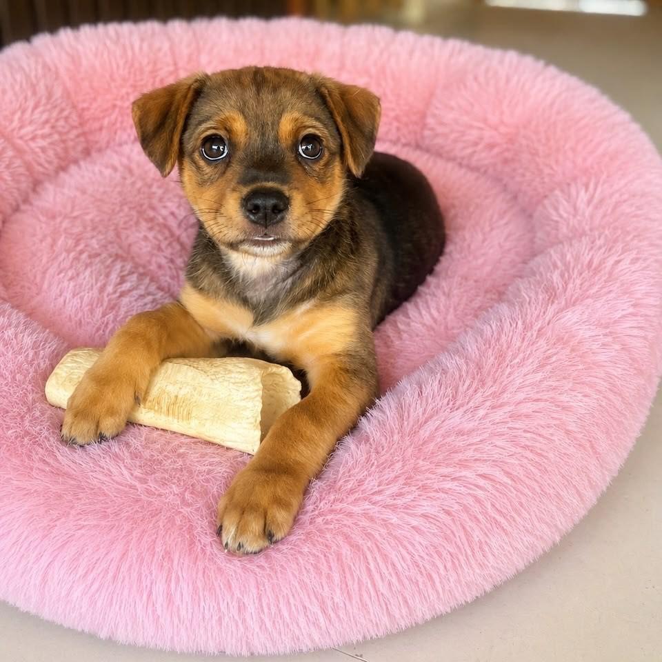 Peppinha, cadela de porte pequeno para adoção em Vitória - ES — foto 2 de 5