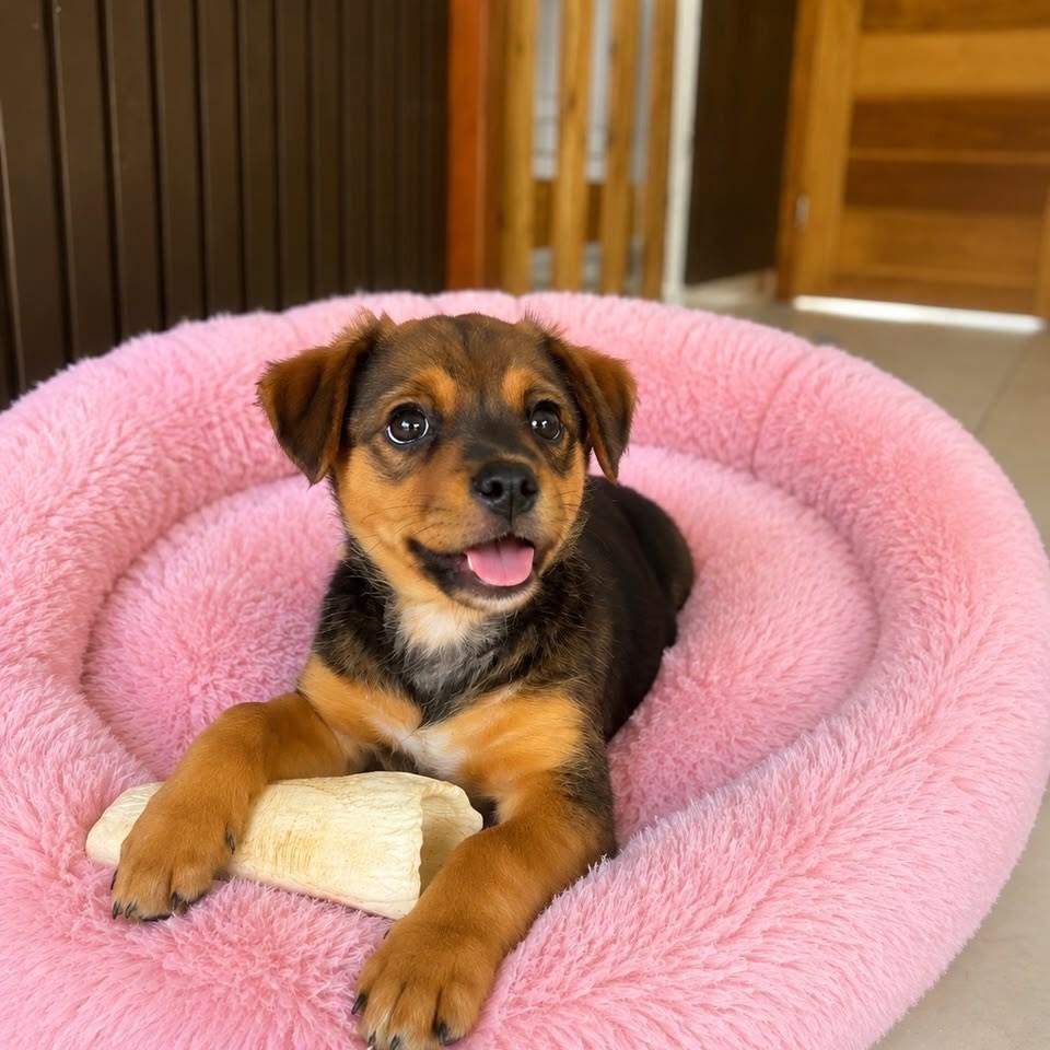 Peppinha, cadela de porte pequeno para adoção em Vitória - ES — foto 3 de 5