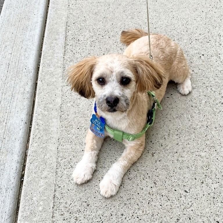 Soluço, cachorro de porte pequeno para adoção em Vitória - ES