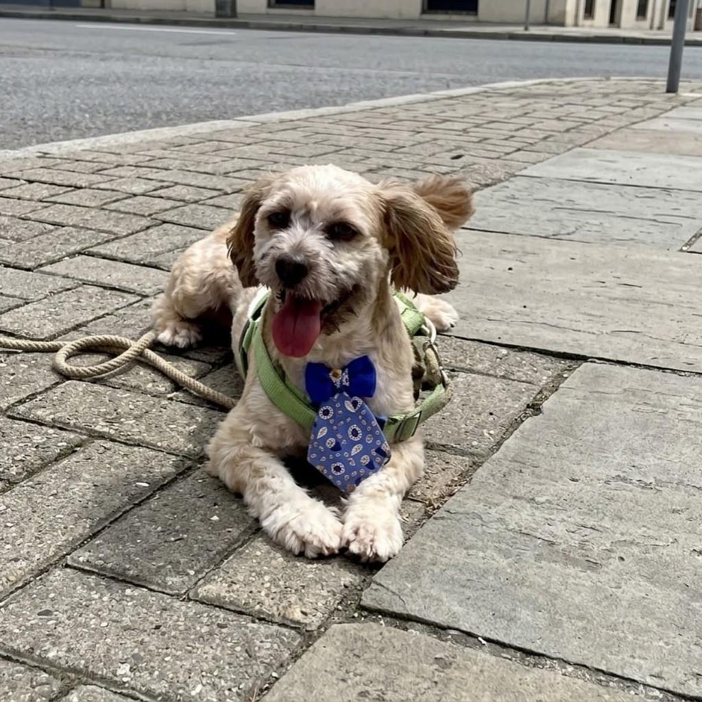 Soluço, cachorro de porte pequeno para adoção em Vitória - ES — foto 2 de 4