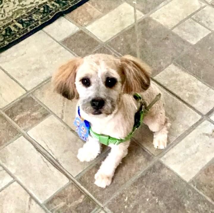 Soluço, cachorro de porte pequeno para adoção em Vitória - ES — foto 3 de 4