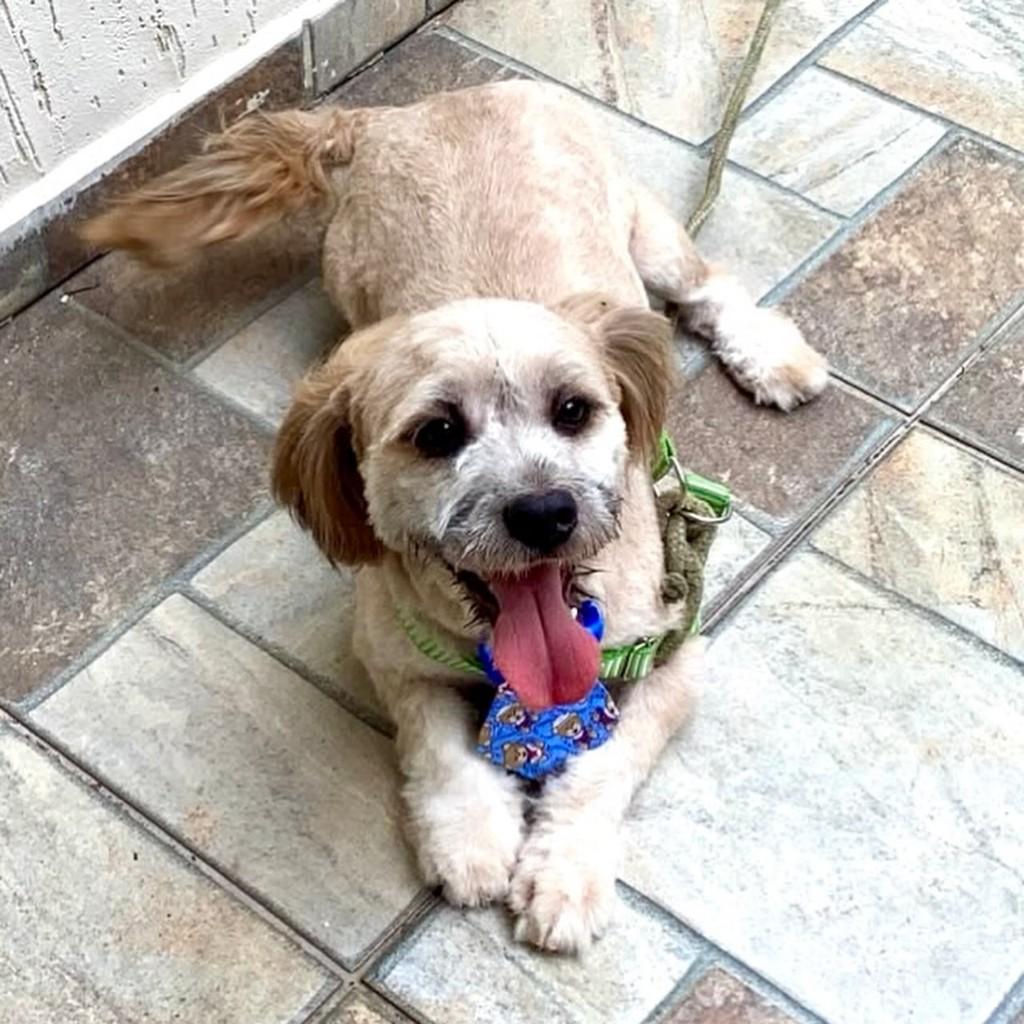Soluço, cachorro de porte pequeno para adoção em Vitória - ES — foto 4 de 4