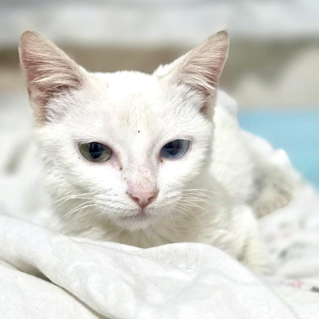 Sky, gata de porte pequeno para adoção em Vitória - ES