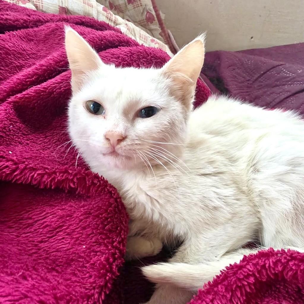 Sky, gata de porte pequeno para adoção em Vitória - ES — foto 2 de 4