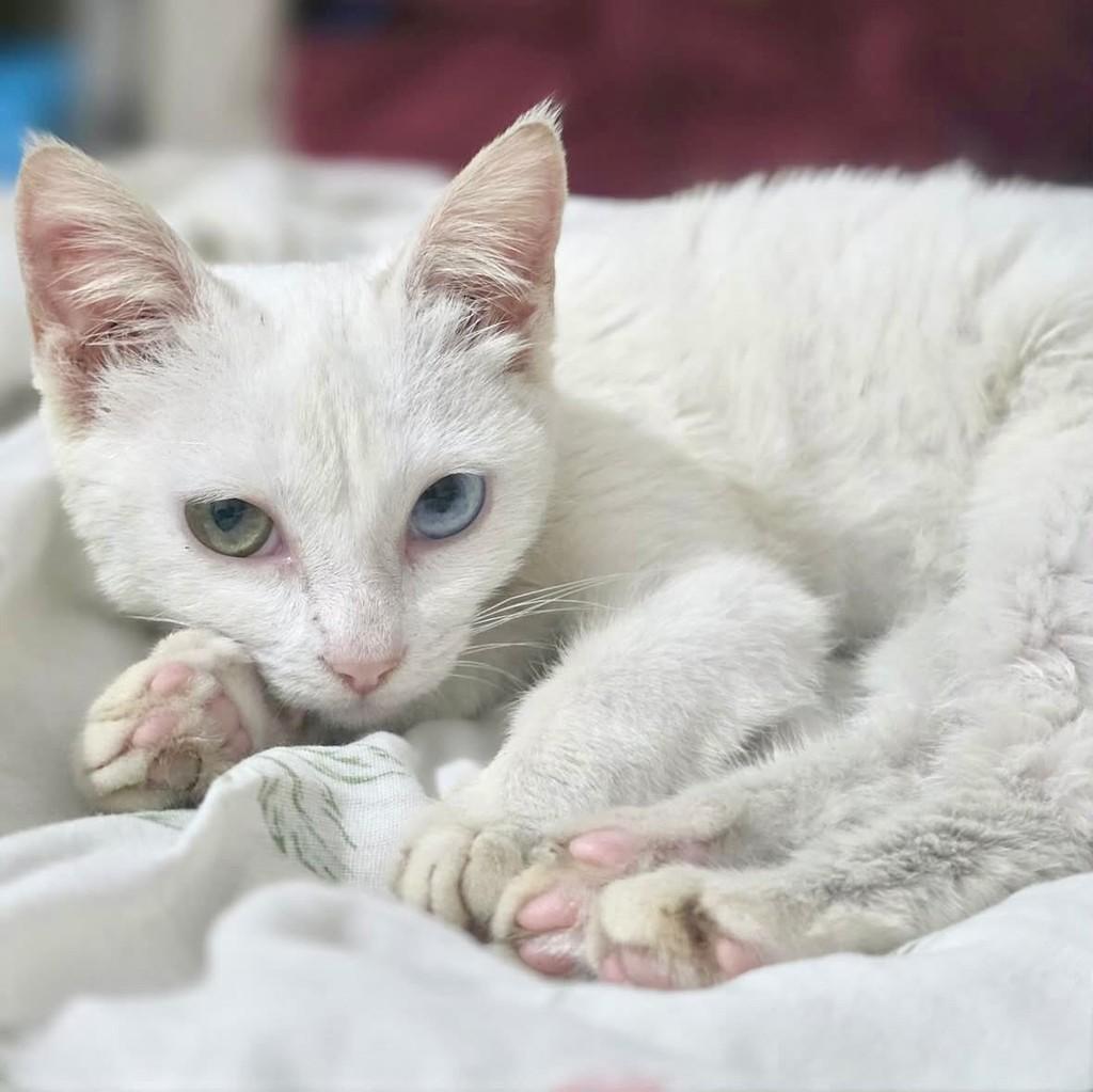 Sky, gata de porte pequeno para adoção em Vitória - ES — foto 3 de 4