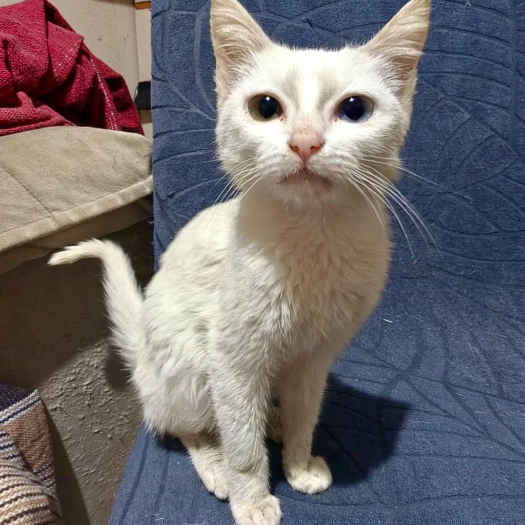 Sky, gata de porte pequeno para adoção em Vitória - ES — foto 4 de 4