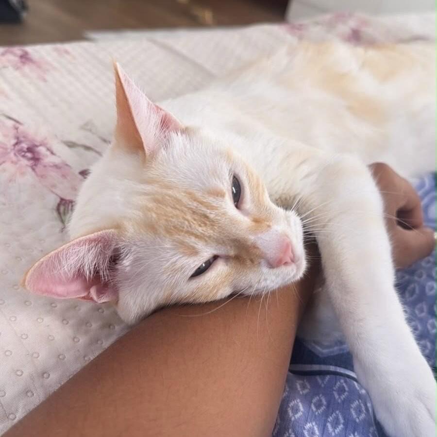 Cristal, gata de porte pequeno para adoção em Vitória - ES — foto 2 de 5