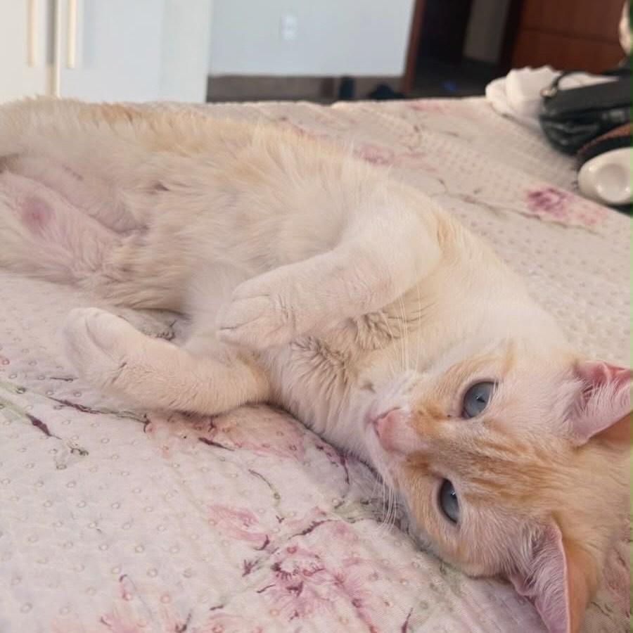 Cristal, gata de porte pequeno para adoção em Vitória - ES — foto 4 de 5