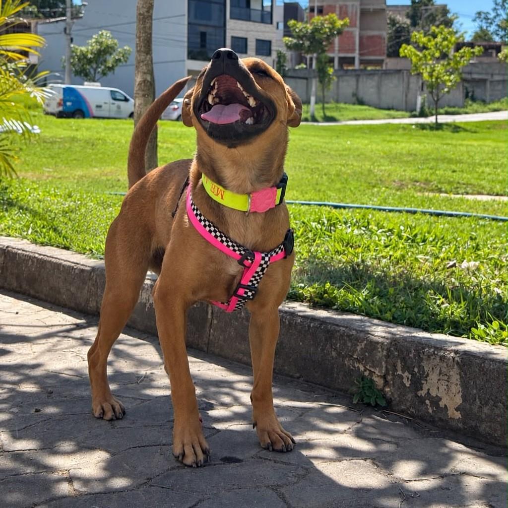 Syk, cadela de porte médio para adoção em Vitória - ES — foto 4 de 5
