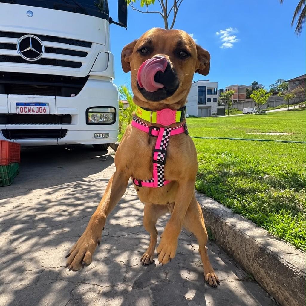 Syk, cadela de porte médio para adoção em Vitória - ES — foto 5 de 5