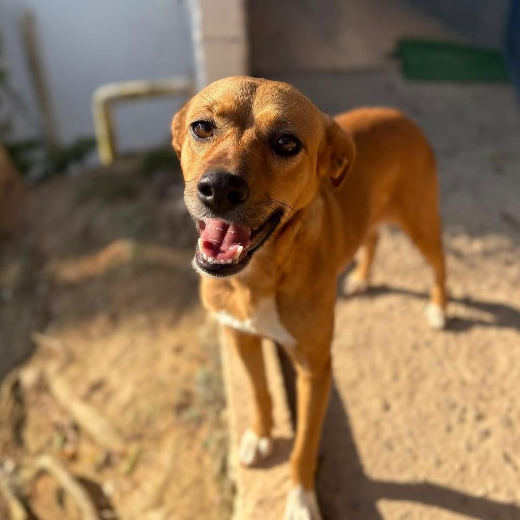 Jade, cachorro de porte médio para adoção em Vitória - ES