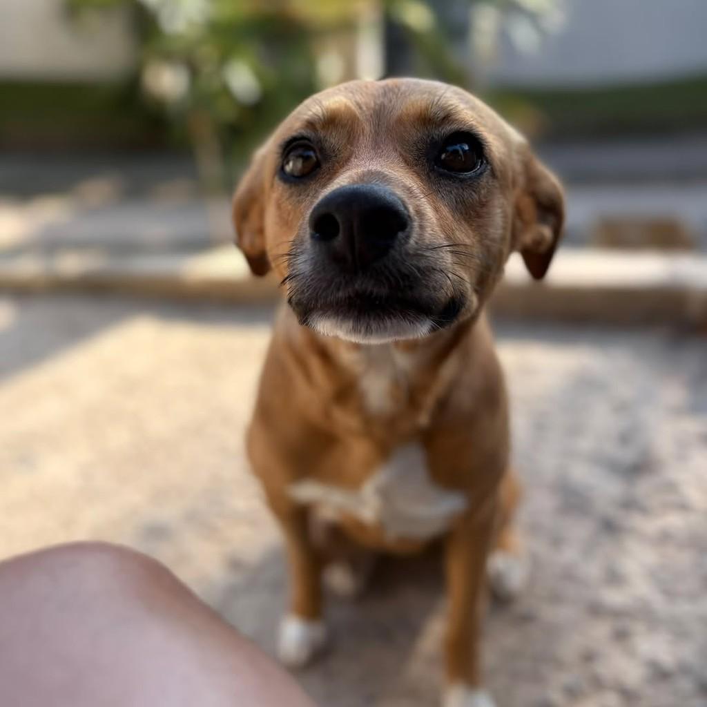 Jade, cachorro de porte médio para adoção em Vitória - ES — foto 2 de 4