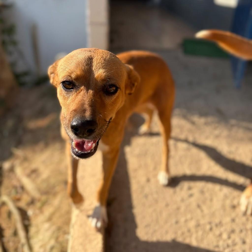 Jade, cachorro de porte médio para adoção em Vitória - ES — foto 3 de 4