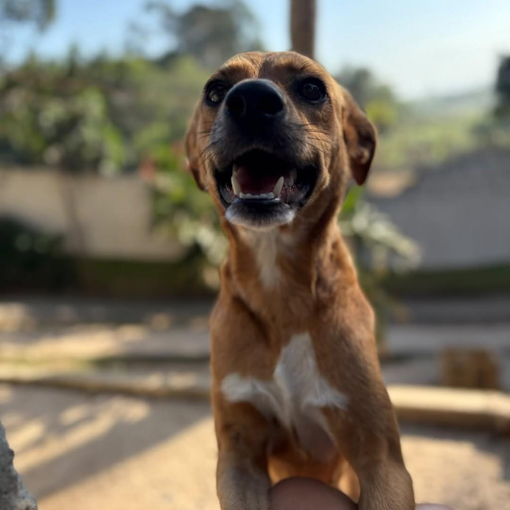 Jade, cachorro de porte médio para adoção em Vitória - ES — foto 4 de 4