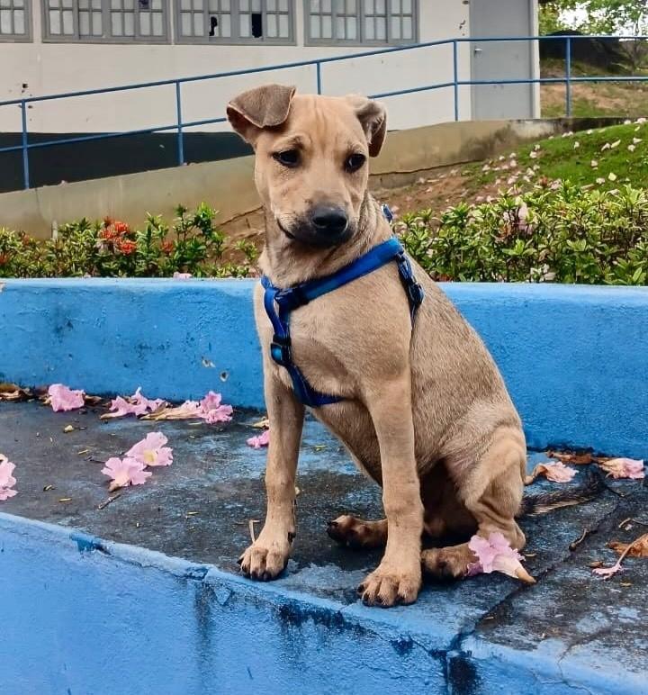 Maurício, cachorro de porte médio para adoção em Vitória - ES