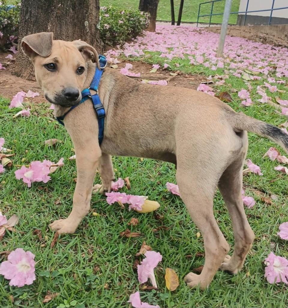 Maurício, cachorro de porte médio para adoção em Vitória - ES — foto 2 de 2