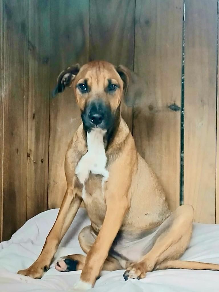 Charles, cachorro de porte médio para adoção em Vitória - ES