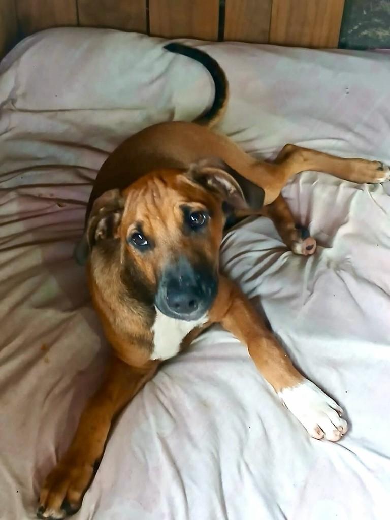 Charles, cachorro de porte médio para adoção em Vitória - ES — foto 2 de 2
