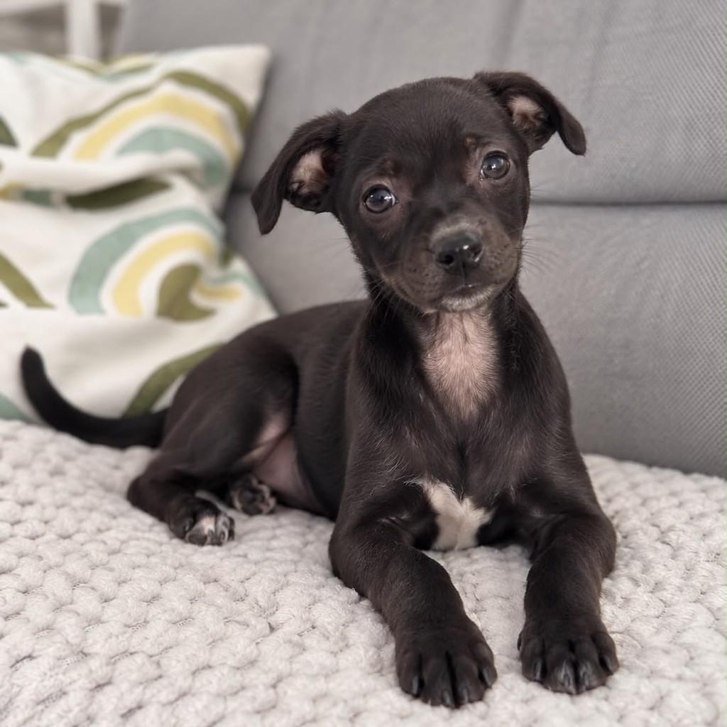 Tito, cachorro de porte pequeno para adoção em Vitória - ES