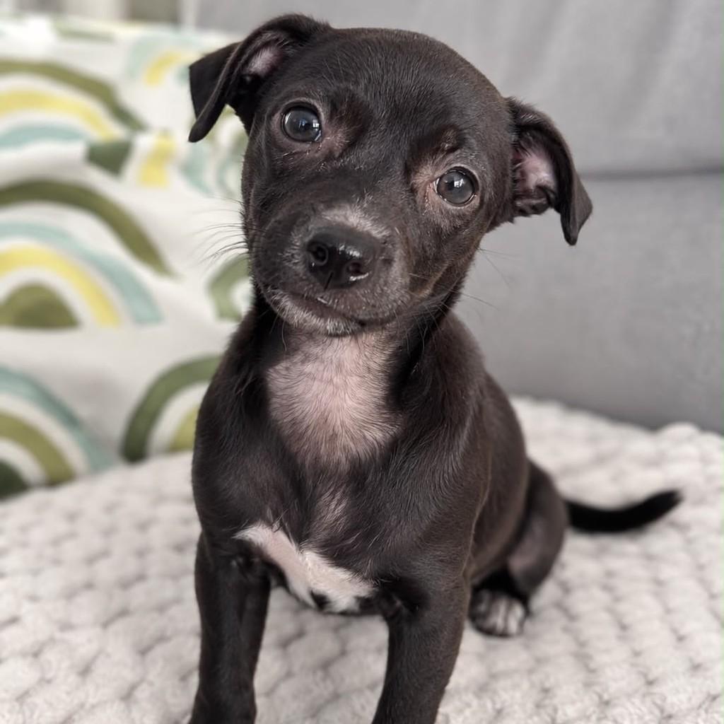 Tito, cachorro de porte pequeno para adoção em Vitória - ES — foto 2 de 2
