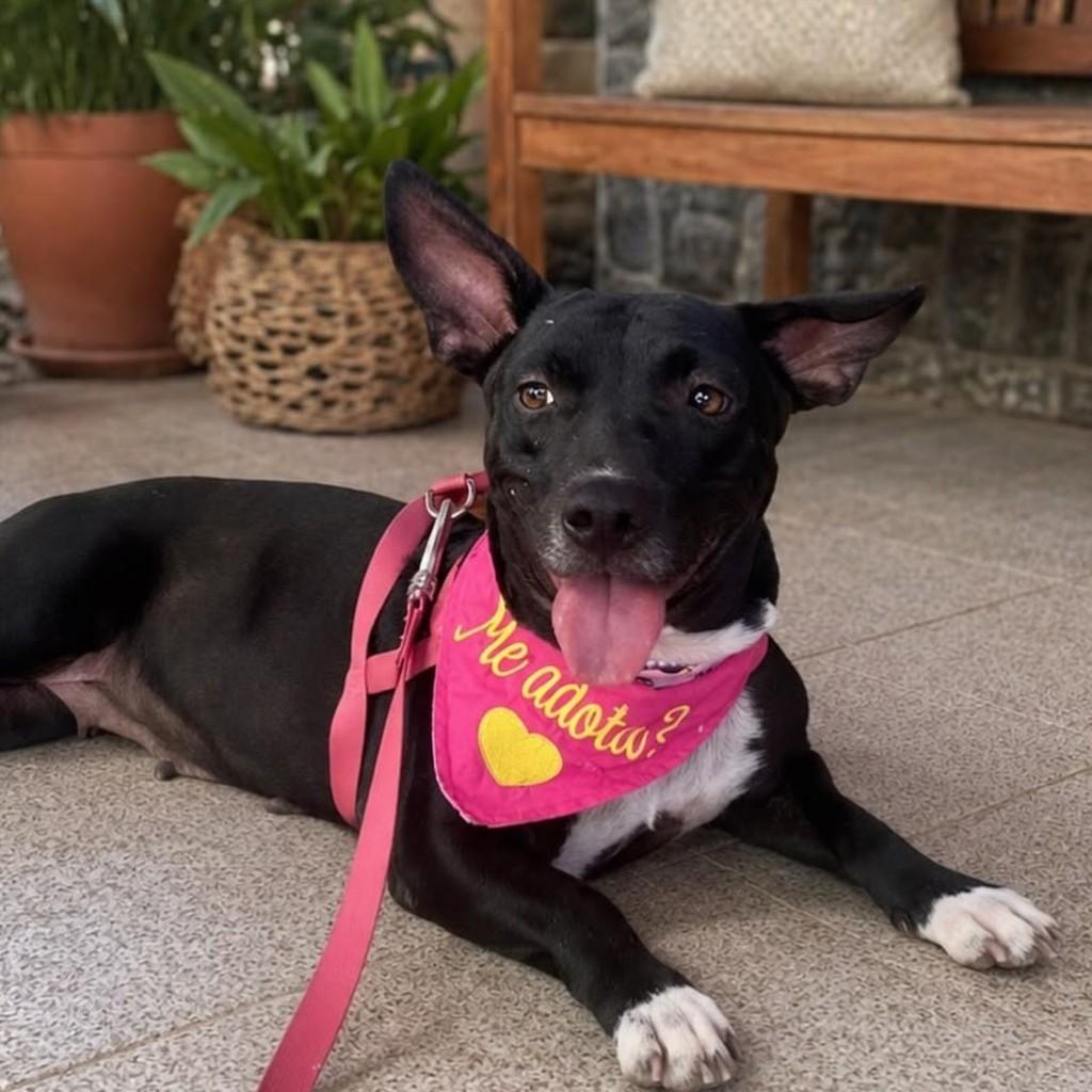 Kiara, cadela de porte pequeno para adoção em Vitória - ES — foto 2 de 5