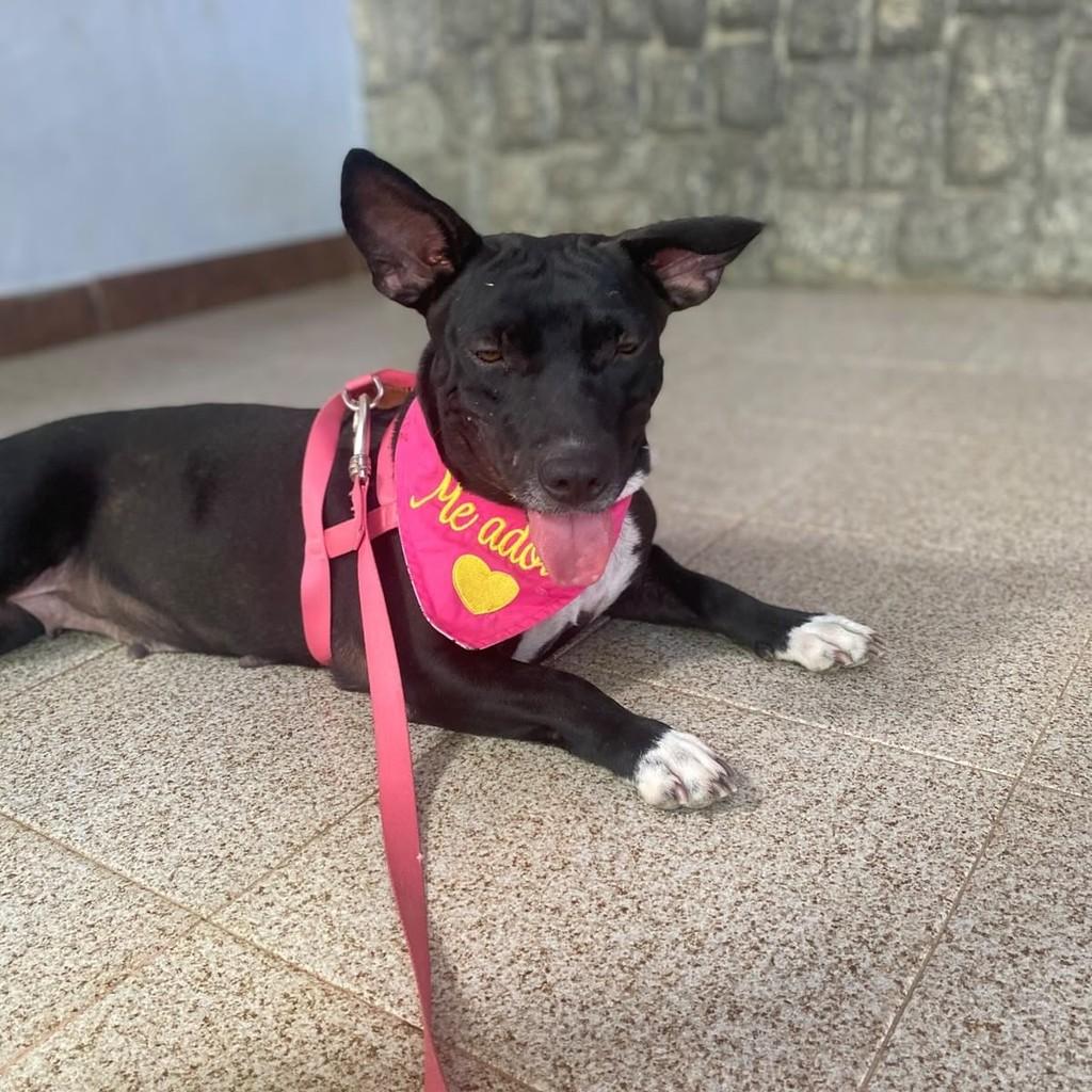 Kiara, cadela de porte pequeno para adoção em Vitória - ES — foto 3 de 5
