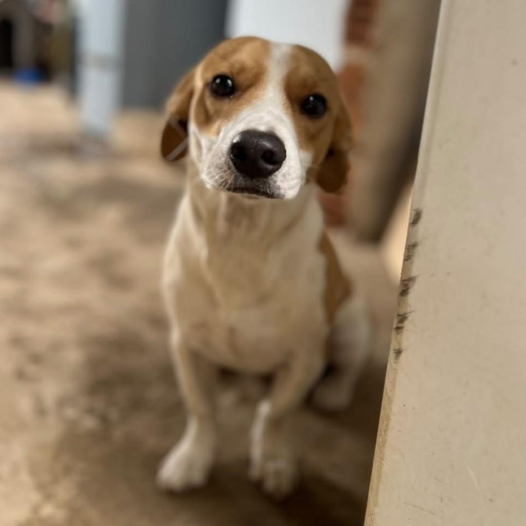 Coutinho, cachorro de porte pequeno para adoção em Vitória - ES