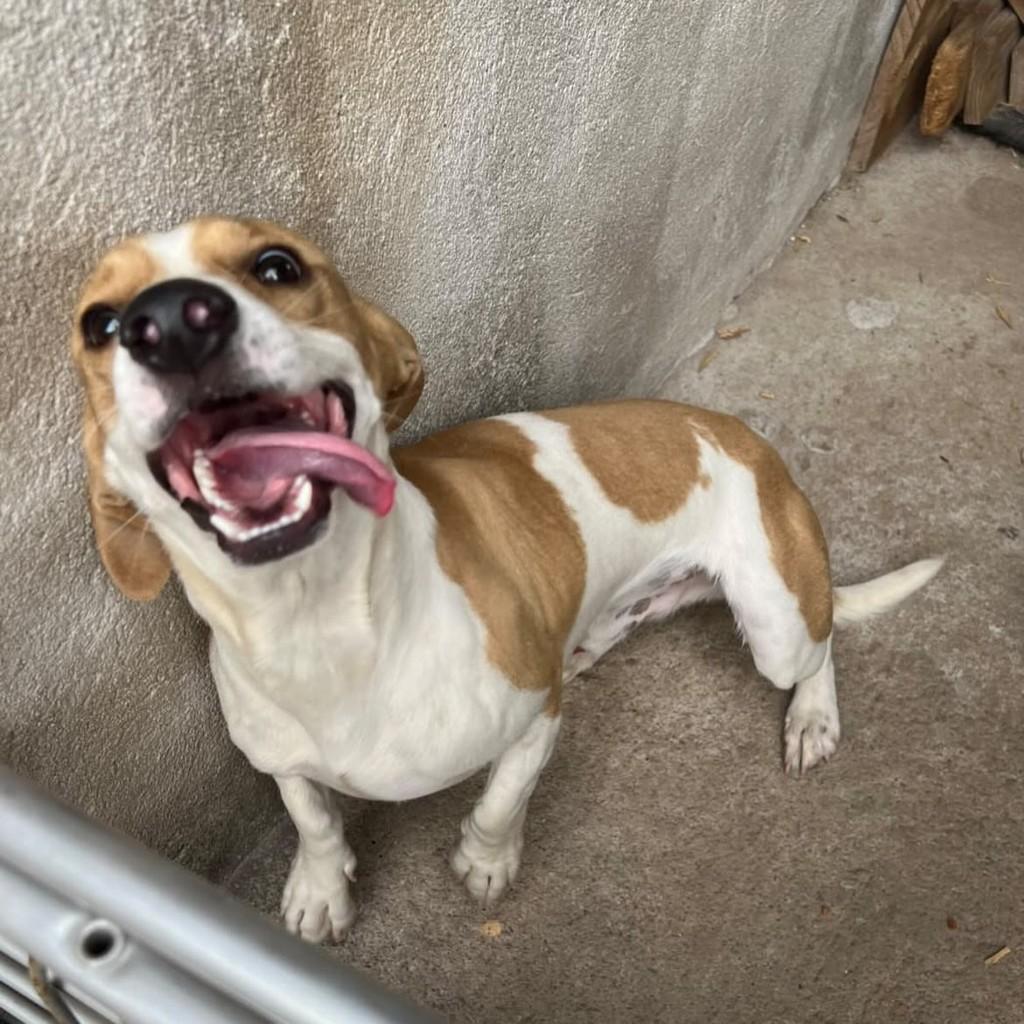 Coutinho, cachorro de porte pequeno para adoção em Vitória - ES — foto 2 de 2