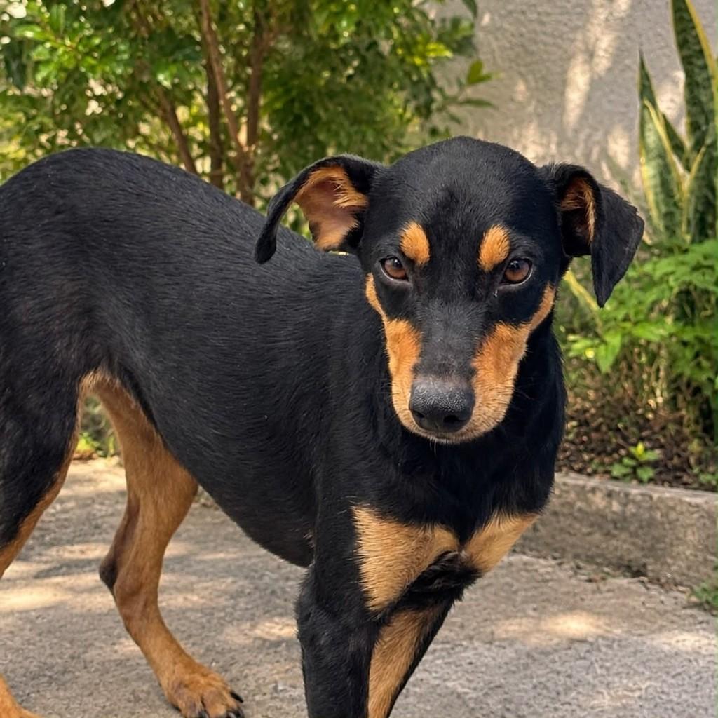 Milka, cadela de porte pequeno para adoção em Vitória - ES