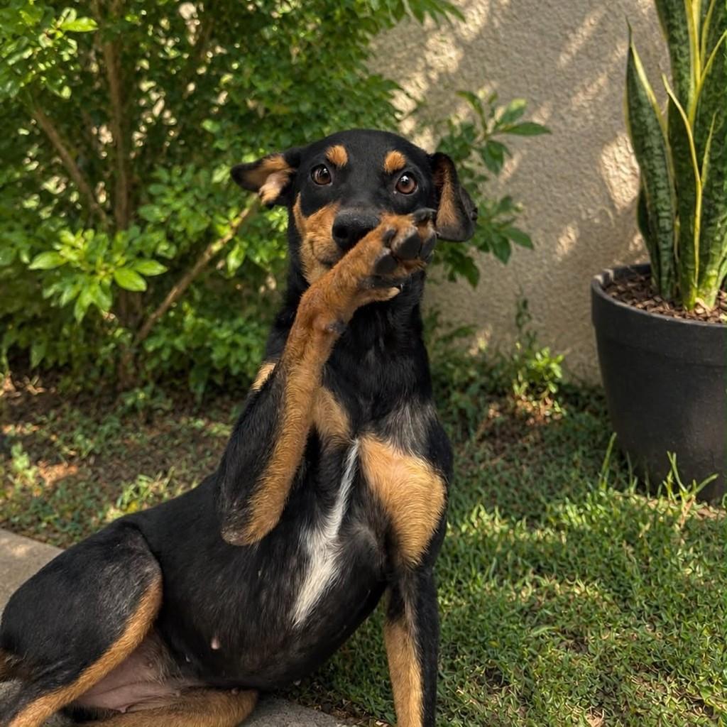 Milka, cadela de porte pequeno para adoção em Vitória - ES — foto 2 de 2