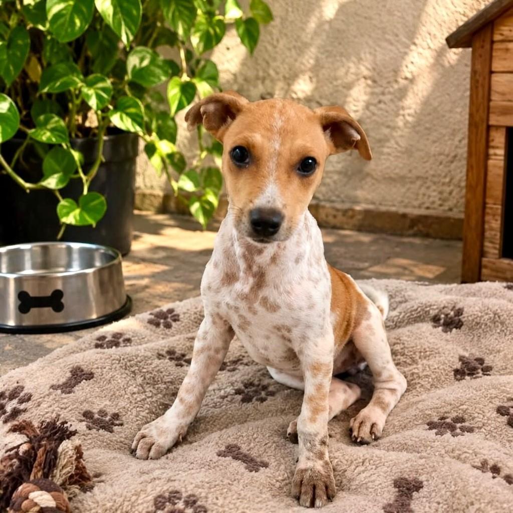 Rocambole, cachorro de porte médio para adoção em Vitória - ES