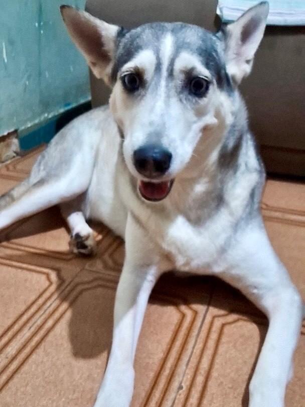Maya, cadela de porte grande para adoção em Vitória - ES — foto 2 de 6