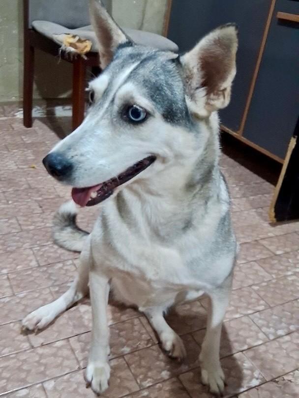 Maya, cadela de porte grande para adoção em Vitória - ES — foto 3 de 6