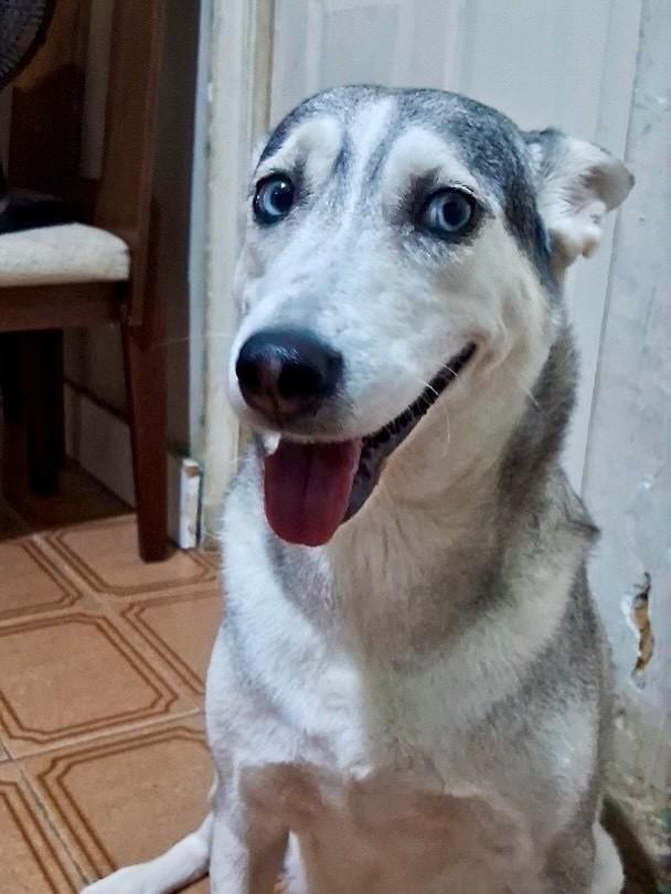 Maya, cadela de porte grande para adoção em Vitória - ES — foto 4 de 6