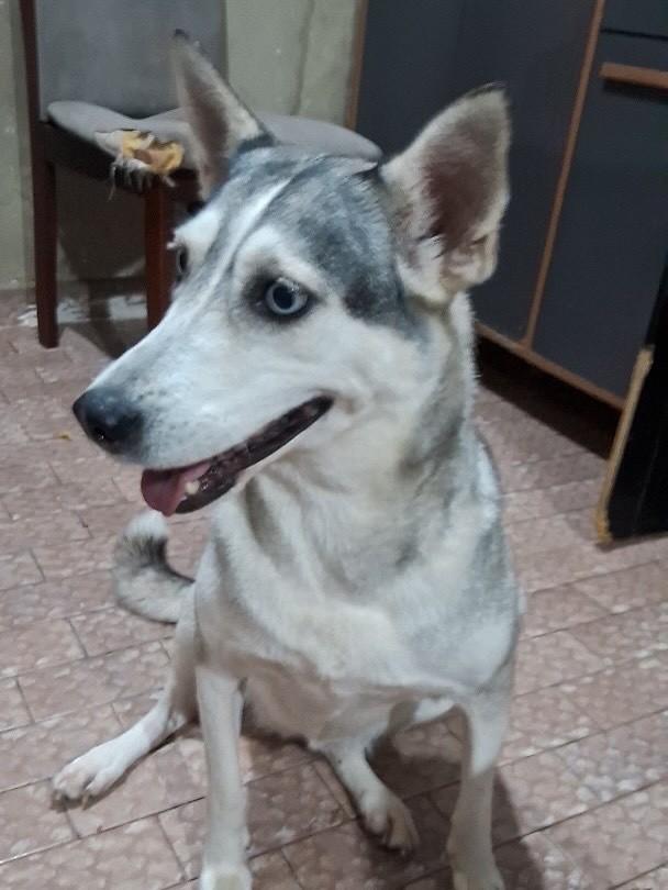 Maya, cadela de porte grande para adoção em Vitória - ES — foto 5 de 6