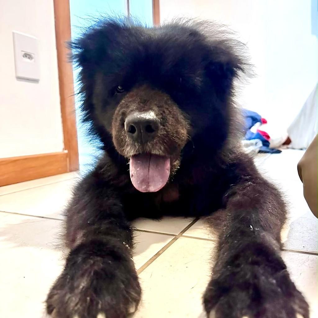 Koda, cachorro de porte médio para adoção em Vitória - ES