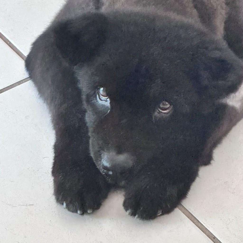Koda, cachorro de porte médio para adoção em Vitória - ES — foto 2 de 4