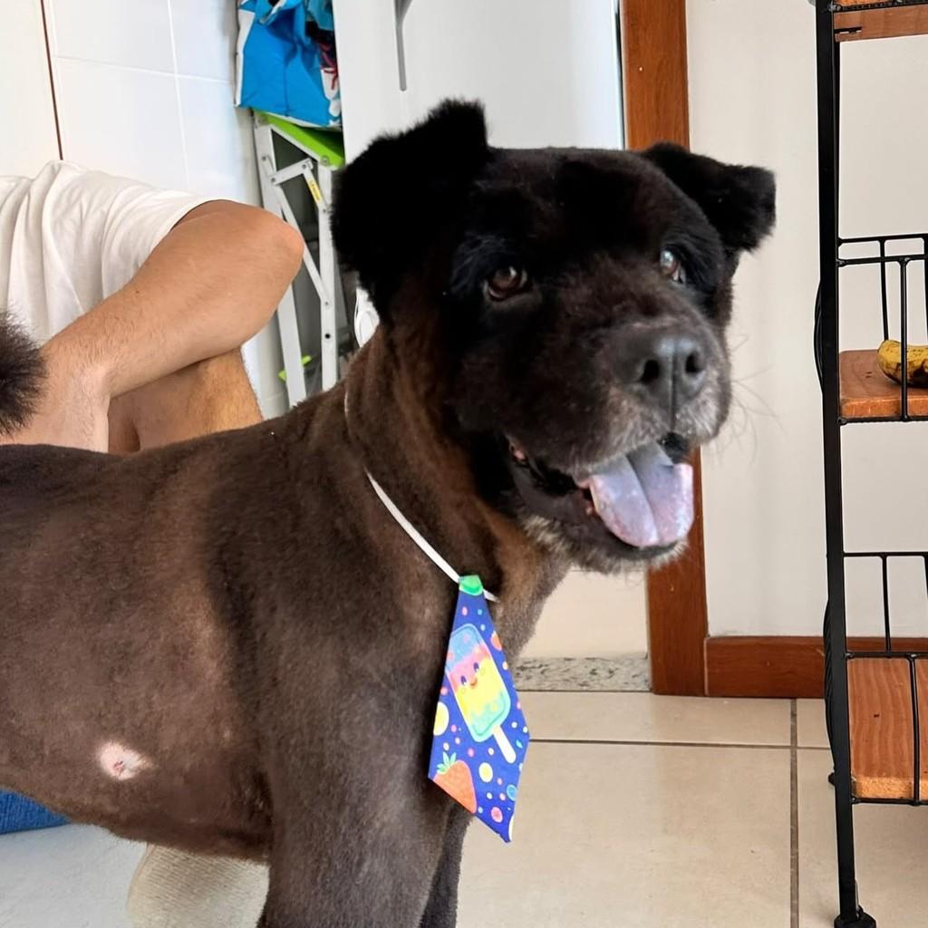 Koda, cachorro de porte médio para adoção em Vitória - ES — foto 3 de 4