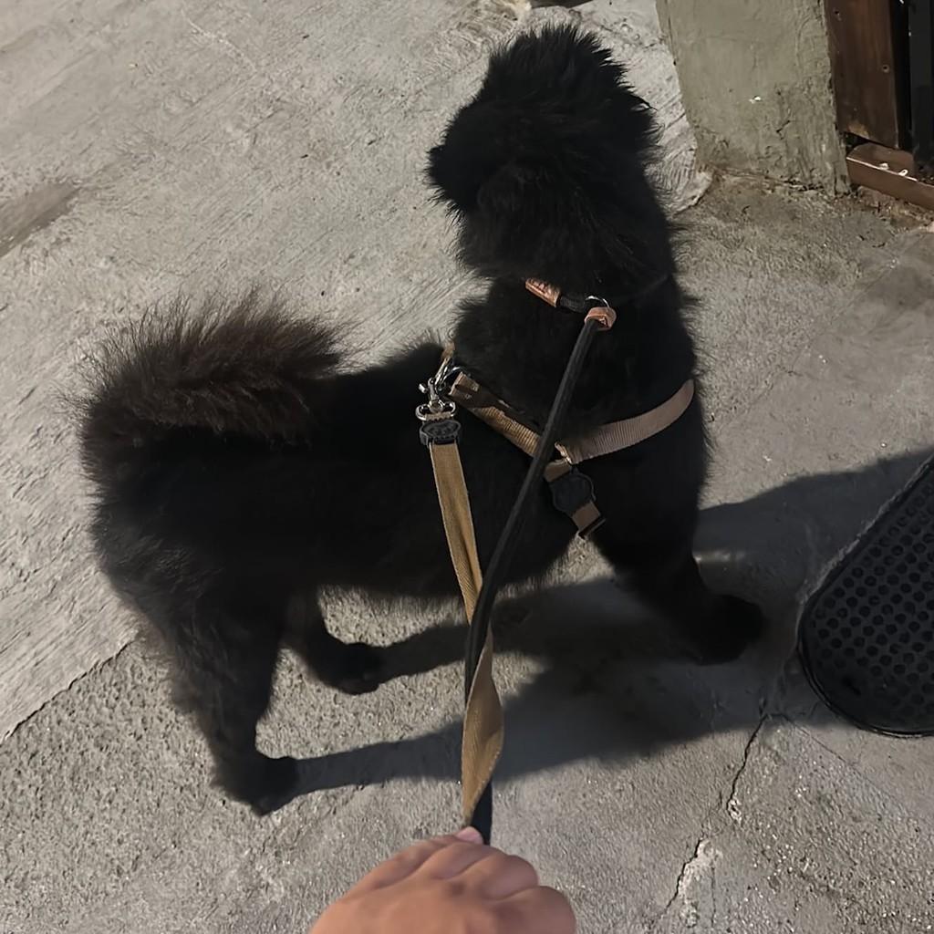 Koda, cachorro de porte médio para adoção em Vitória - ES — foto 4 de 4