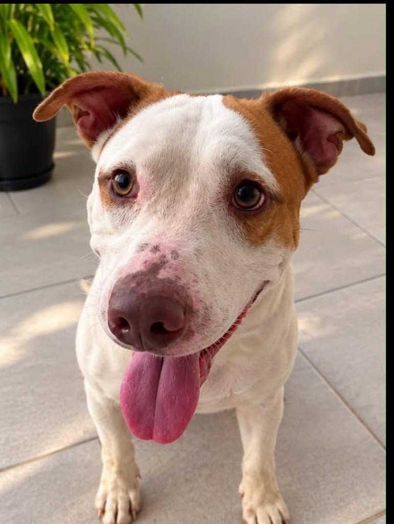 Fred, cachorro de porte grande para adoção em Vitória - ES