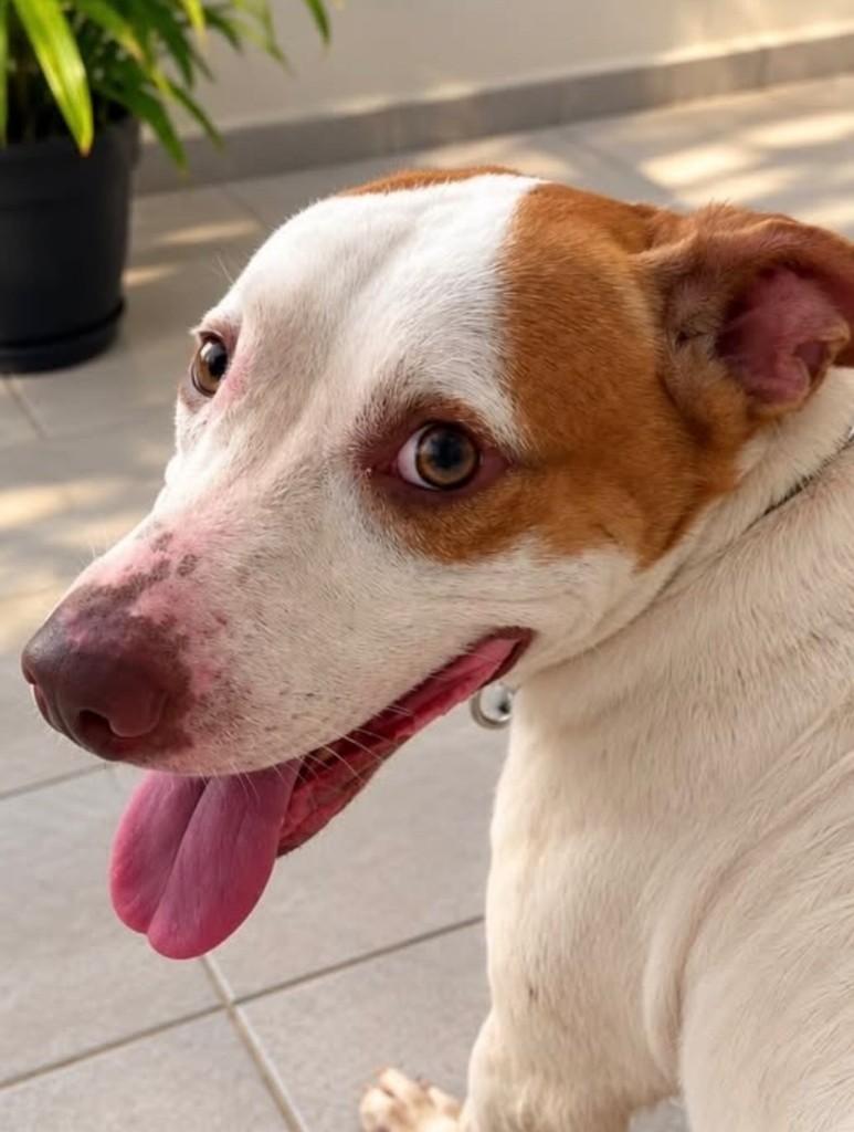 Fred, cachorro de porte grande para adoção em Vitória - ES — foto 2 de 4
