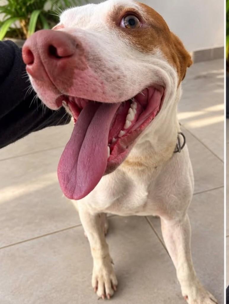 Fred, cachorro de porte grande para adoção em Vitória - ES — foto 3 de 4