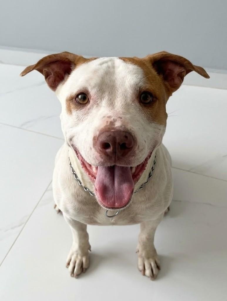 Fred, cachorro de porte grande para adoção em Vitória - ES — foto 4 de 4