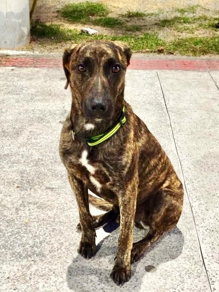 Chaves, cachorro de porte grande para adoção em Vitória - ES