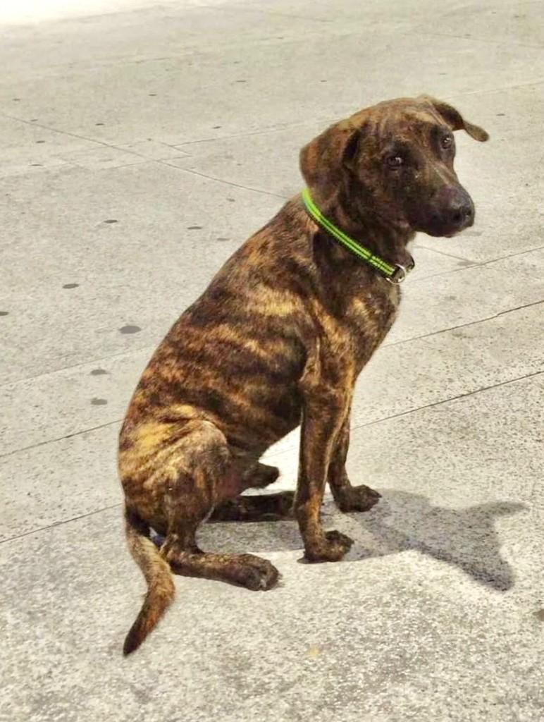 Chaves, cachorro de porte grande para adoção em Vitória - ES — foto 2 de 2