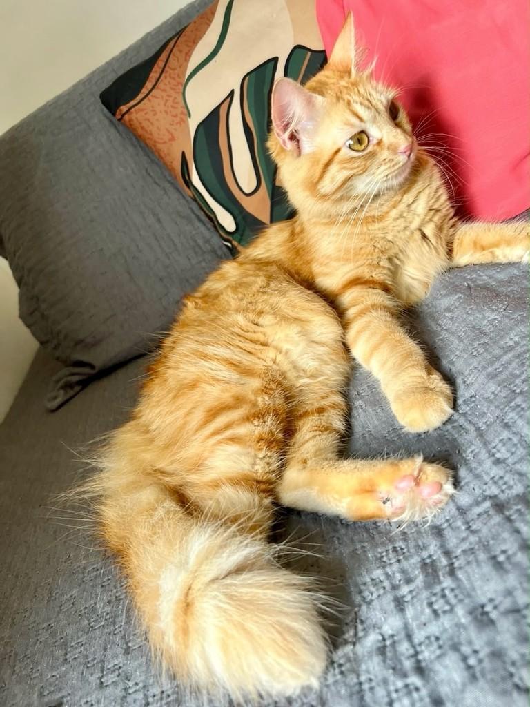 Mel, gata de porte pequeno para adoção em Vitória - ES