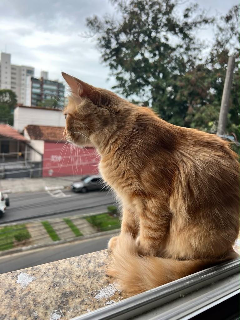 Mel, gata de porte pequeno para adoção em Vitória - ES — foto 2 de 2