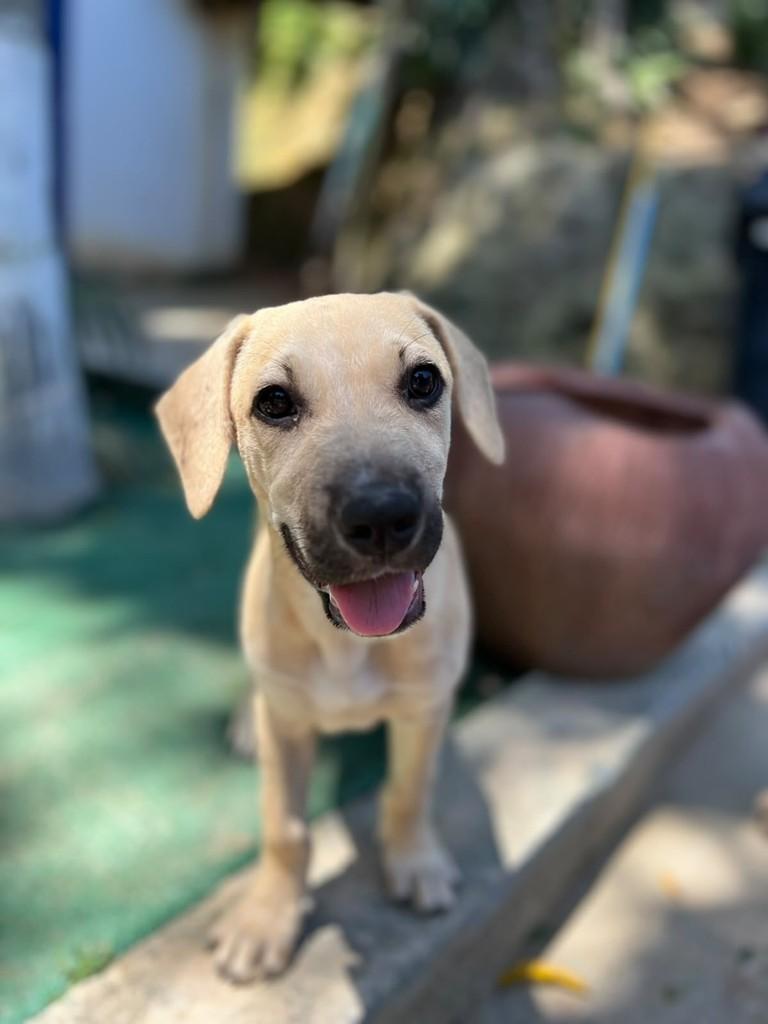 Brian, cachorro de porte médio para adoção em Vitória - ES