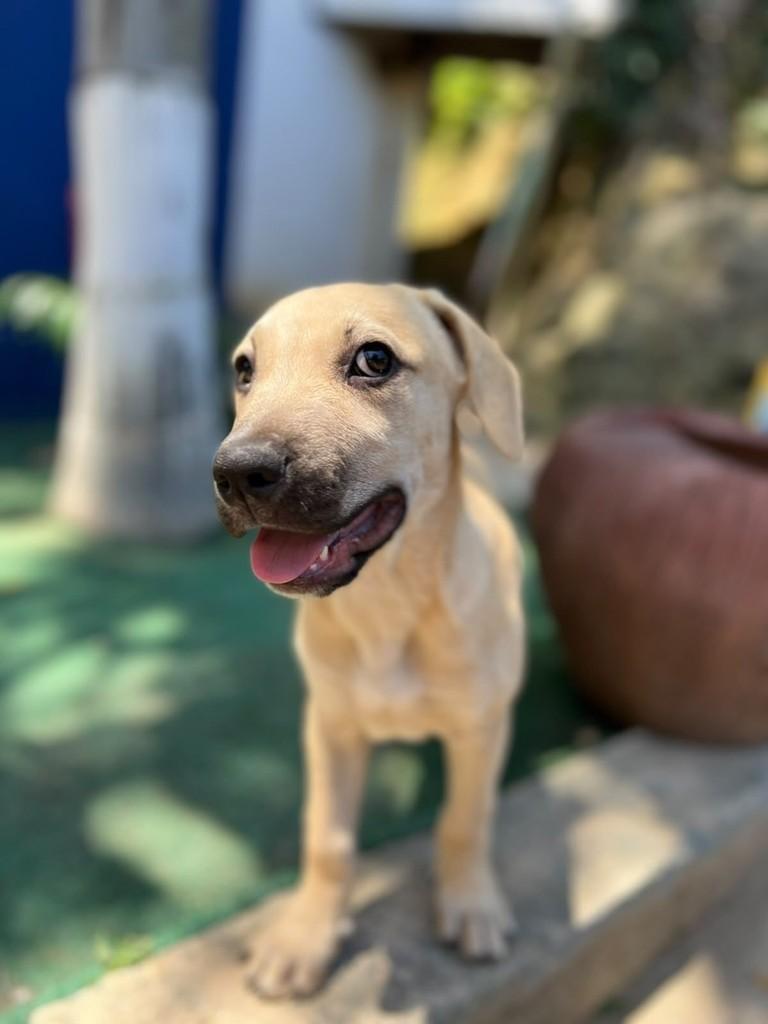 Brian, cachorro de porte médio para adoção em Vitória - ES — foto 2 de 2